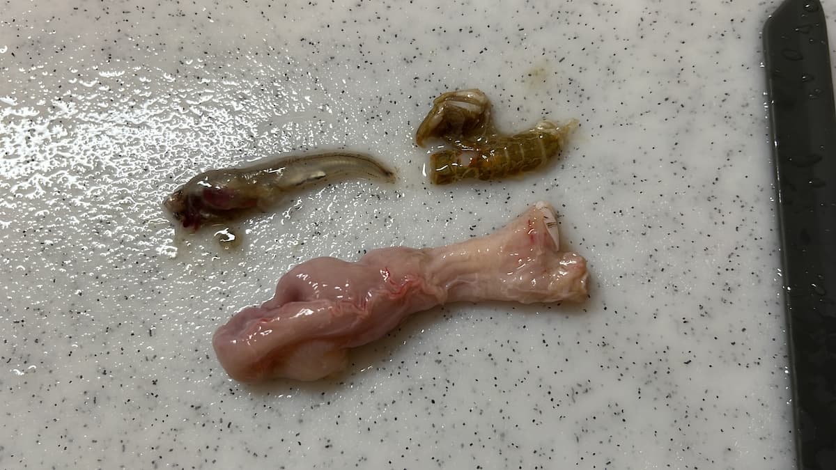ヒラメの胃袋から出てきた小魚と甲殻類の写真