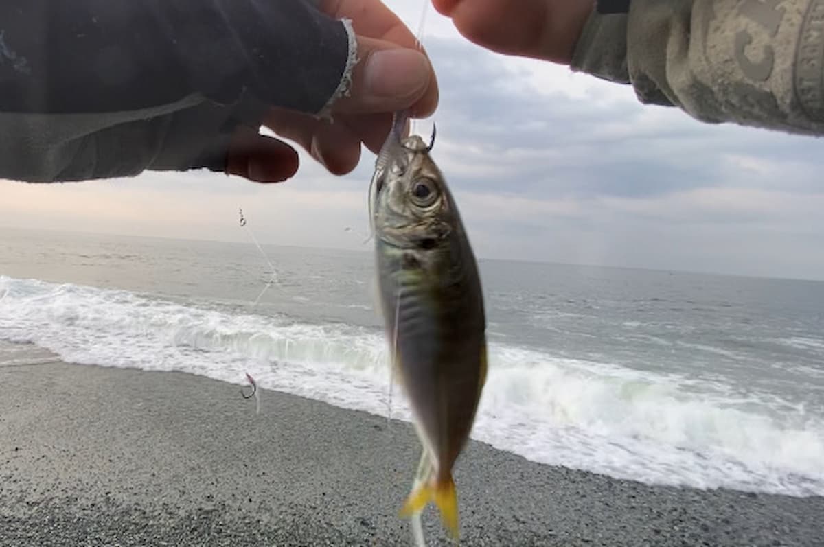 自作ジグサビキワーム仕掛けで釣り上げたアジの写真