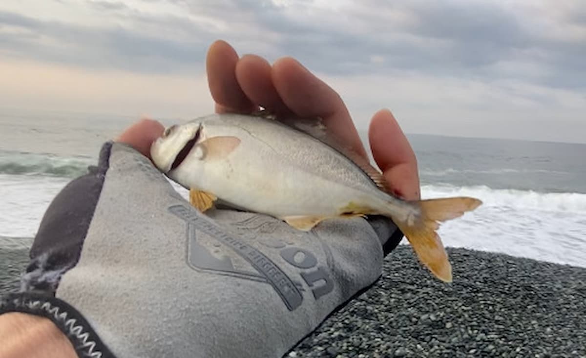 自作ジグサビキワーム仕掛けで釣り上げたカンパチの幼魚ショゴの写真