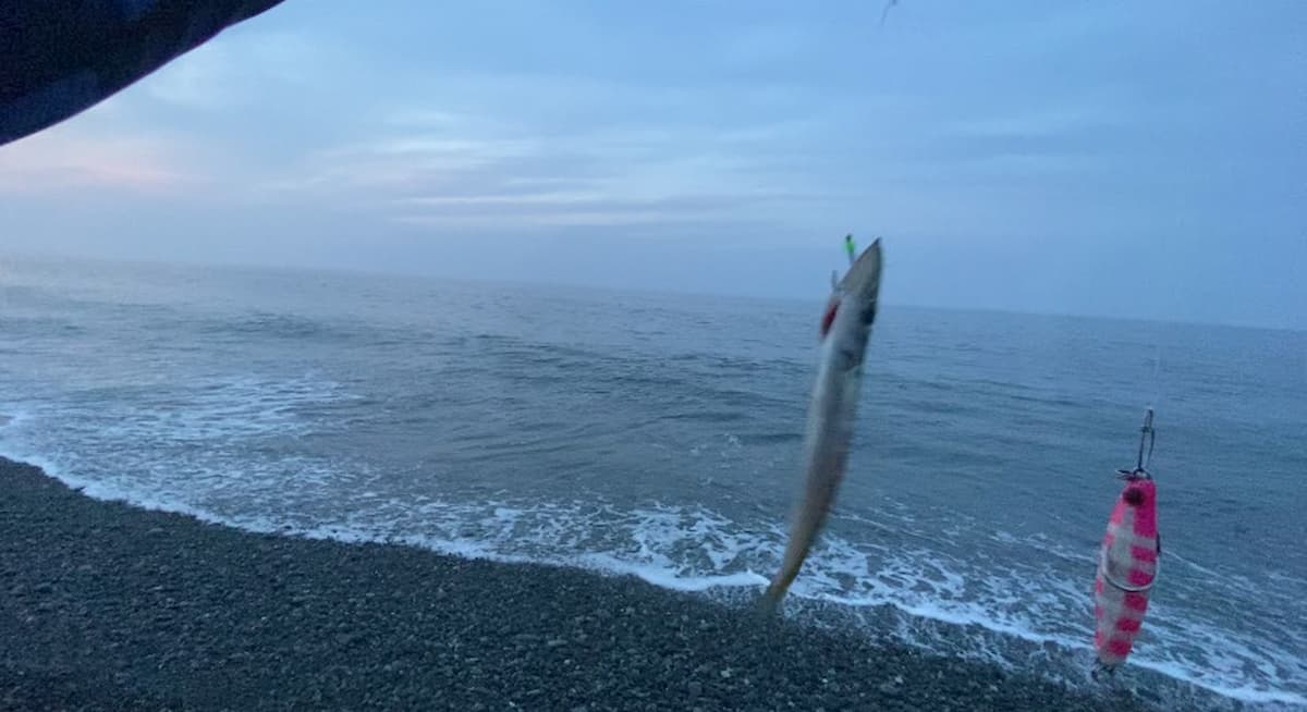 ジグサビキで釣ることができた小さなカマスと使用したジグサビキの写真