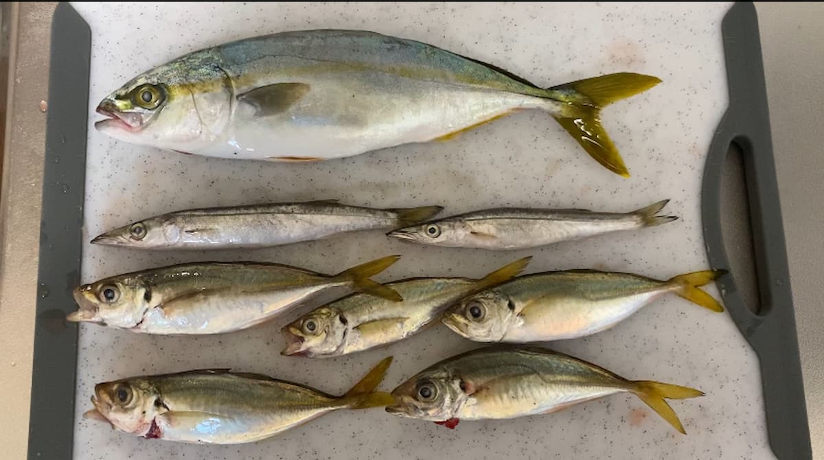 実際に私が釣ったアジやカマス、小型青物のワカシの釣果写真