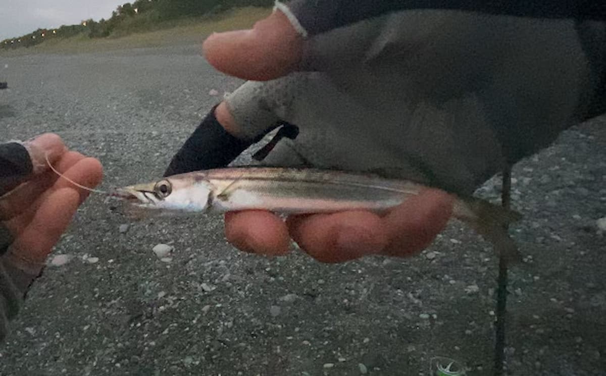 ジグサビキワーム仕掛けで釣ることができたカマスの写真