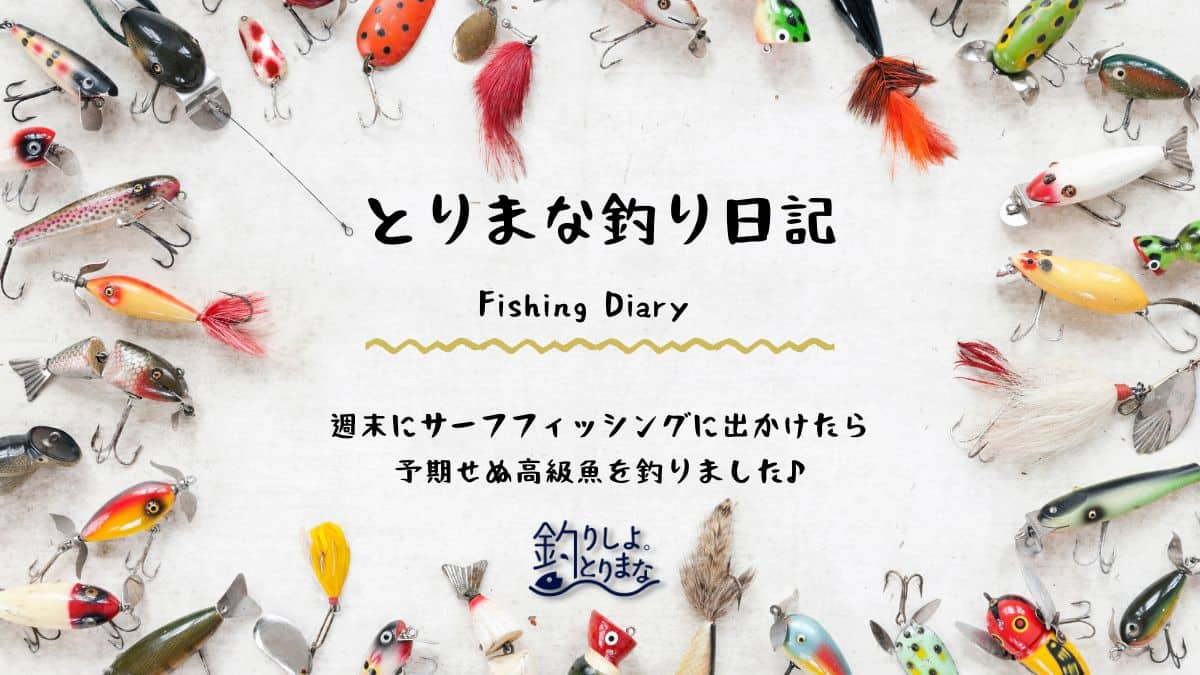 週末にサーフフィッシングに出かけたら予期せぬ高級魚を釣りました♪