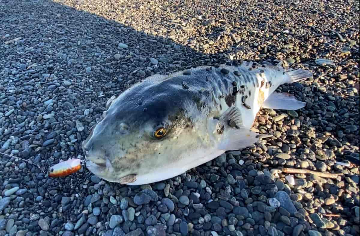 スピンビームTGで釣ったトラフグの写真