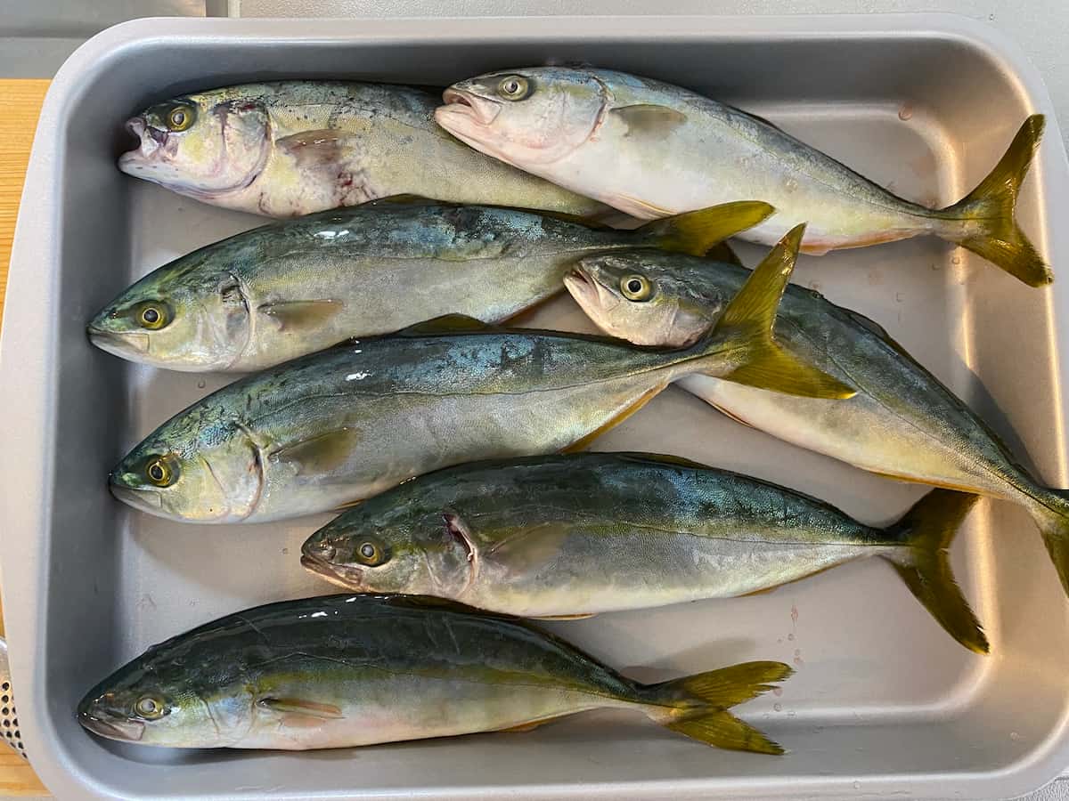 私が釣った小型青物の釣果写真
