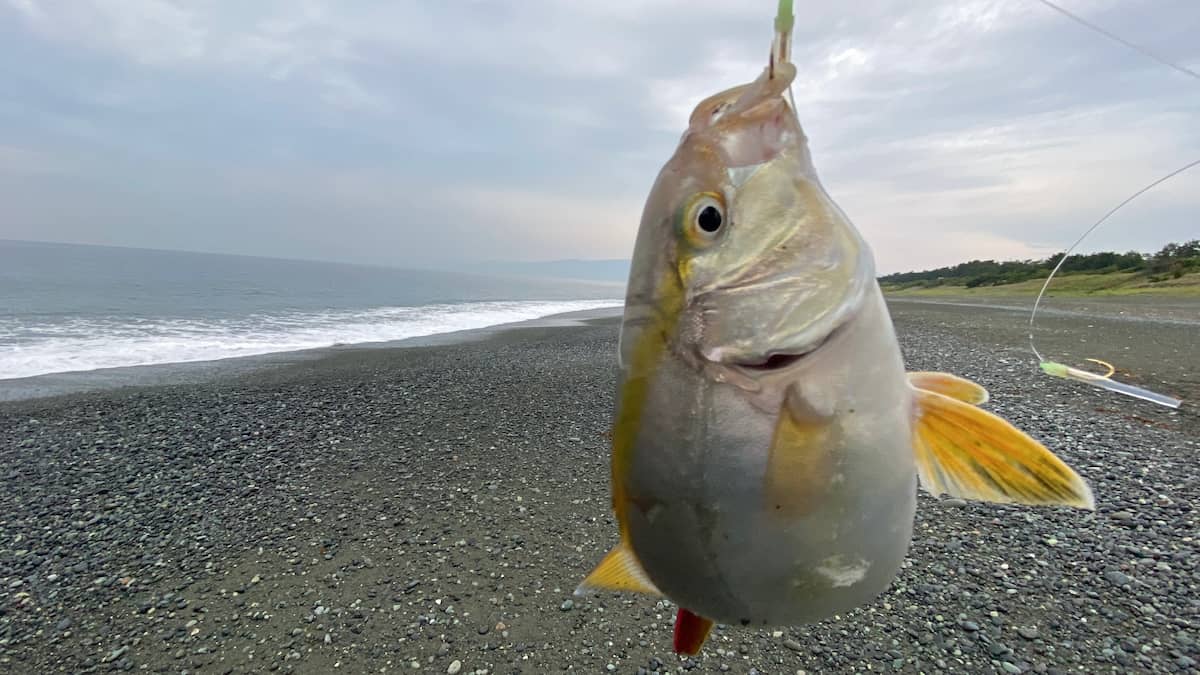 翌日ジグサビキで私が釣ったカンパチの幼魚ショゴの写真