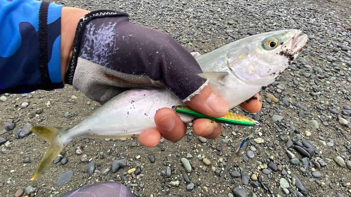 翌日ダイワのTGベイト45gで私が釣ったブリの幼魚ワカシの写真