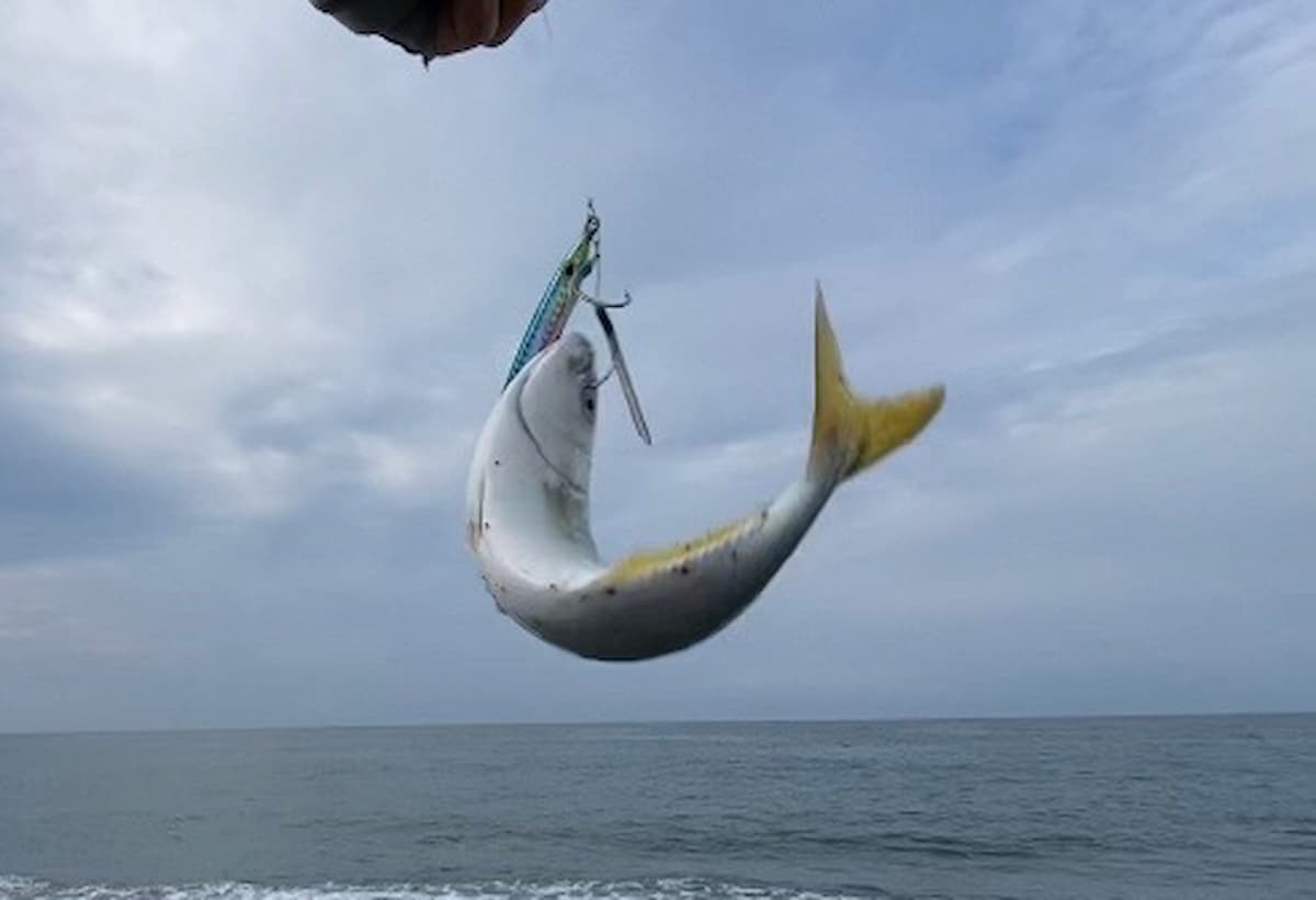オーナーの撃投ジグレベルの30gで釣った小型青物ワカシの写真