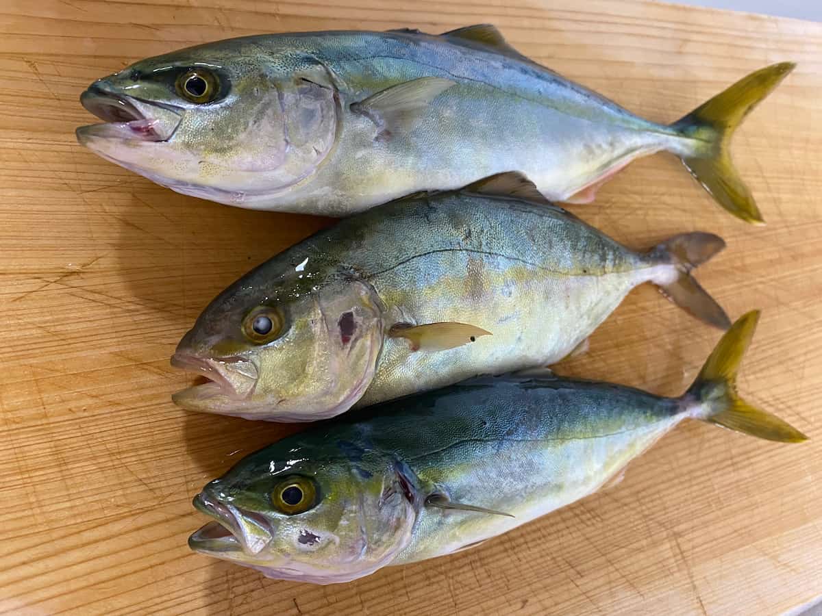 翌日の私が釣った魚の釣果写真