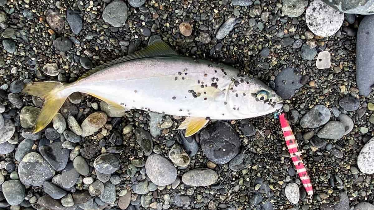 ジャクソンのメタルエフェクトステイフォール40gで釣ったワカシの写真
