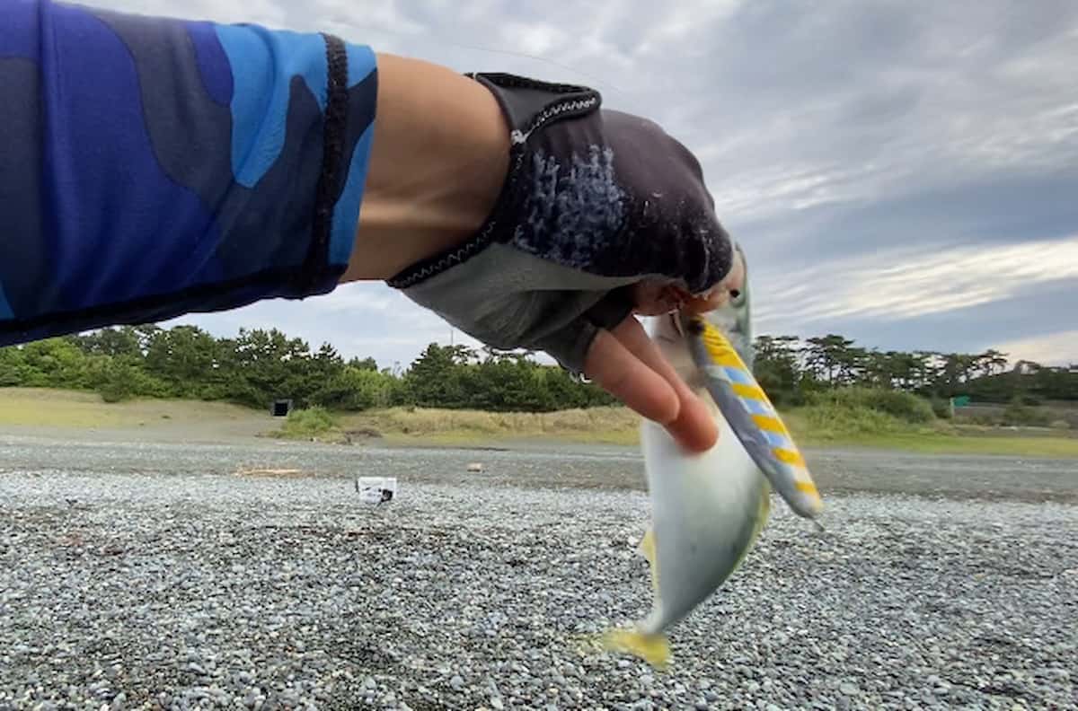 ジークのRサーディンに喰ってきたワカシの写真