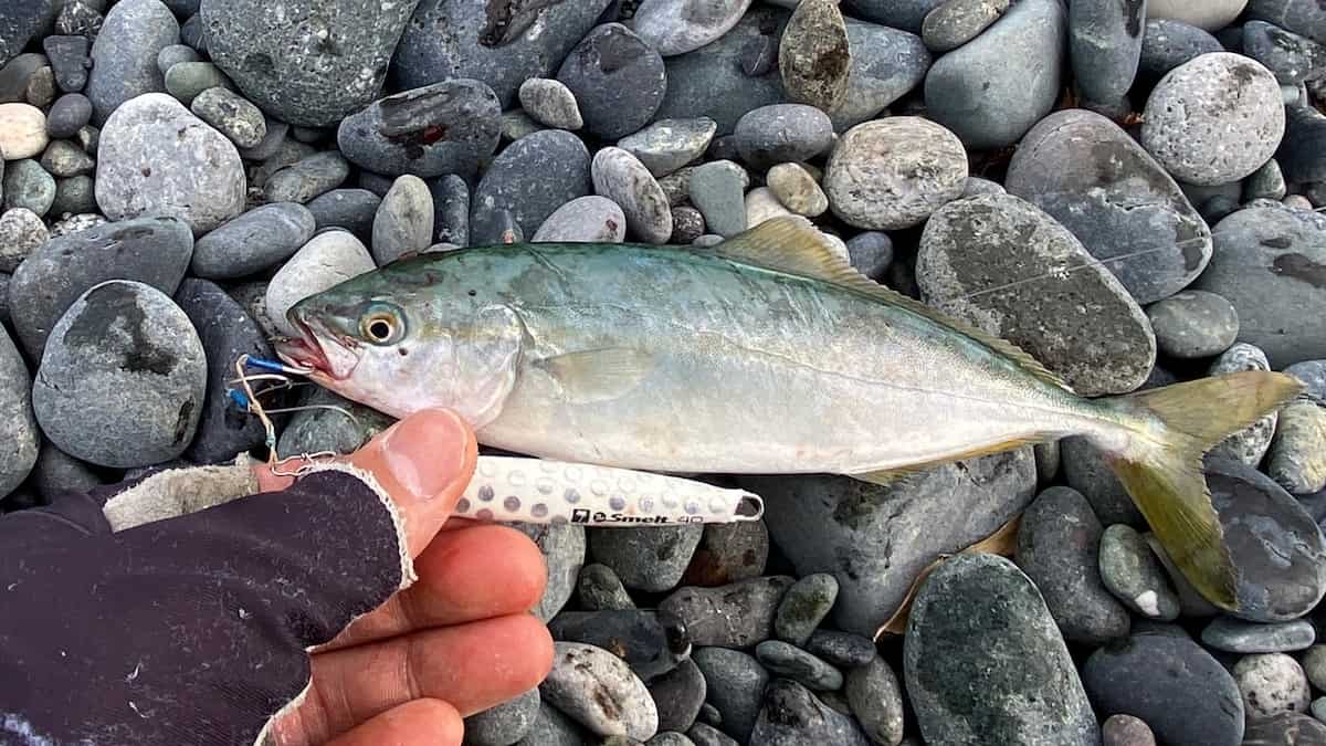 パームスのザ・スメルト40gで釣ったワカシの写真