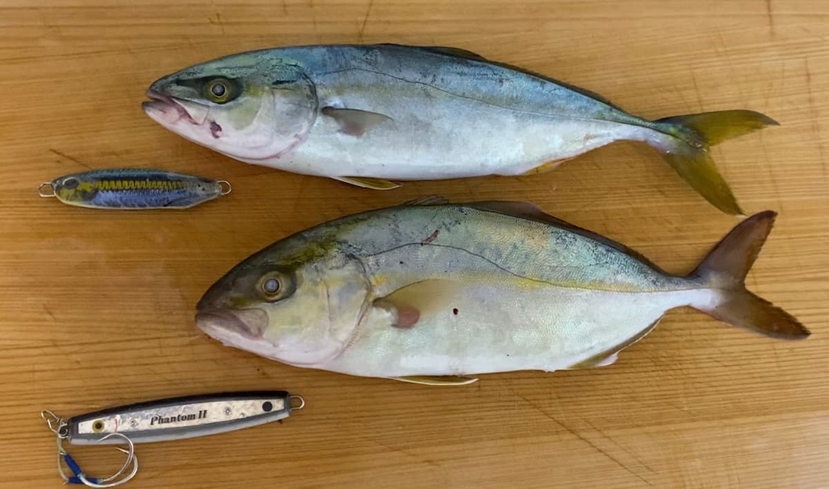 釣った魚とヒットルアーの写真