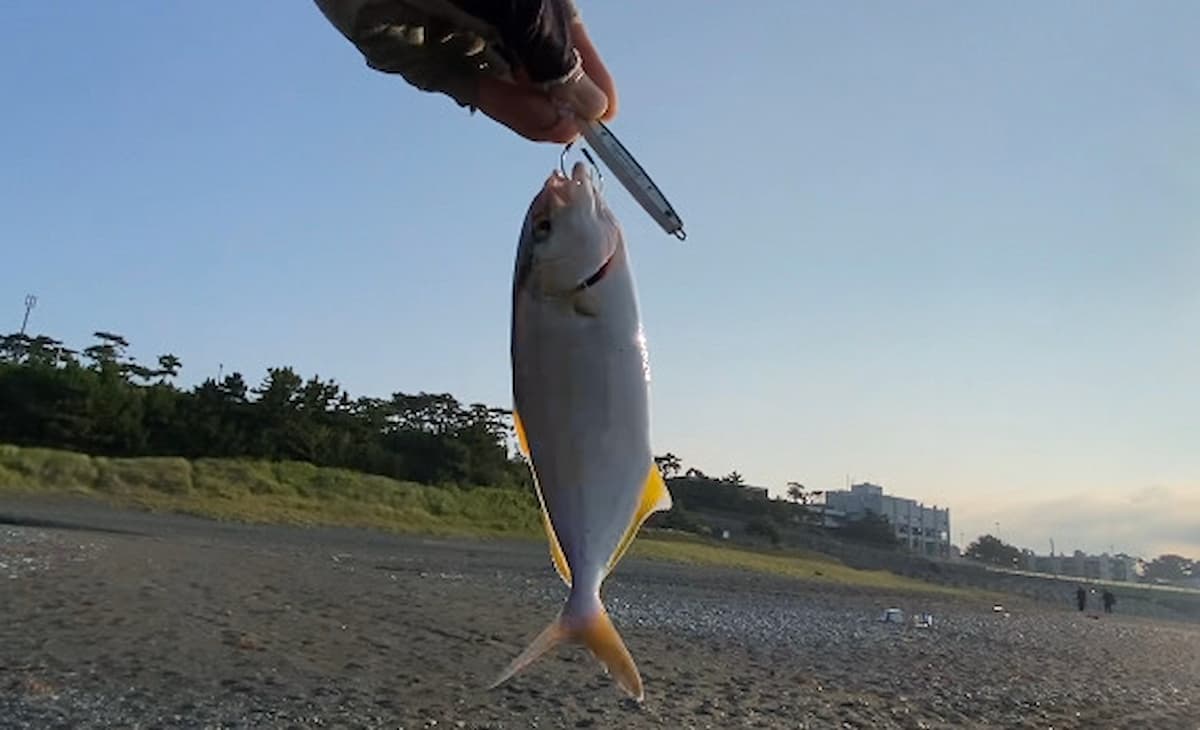 ダイワのファントムジグ28gで釣ったカンパチの幼魚ショゴの写真