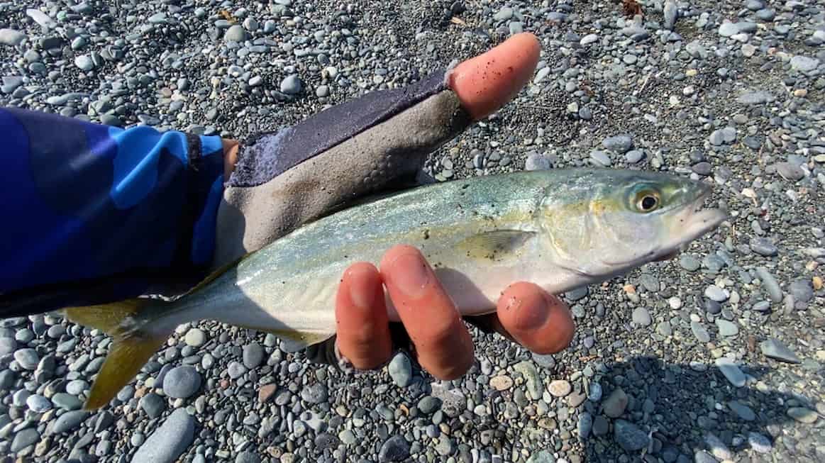 デュオのドラッグメタルキャスト40gで釣ったブリの幼魚ワカシの写真