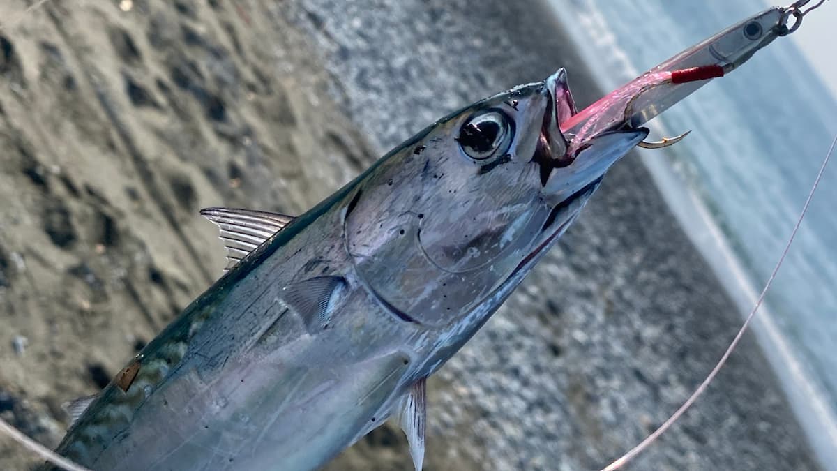 私が実際にGスラッシャーというメタルジグで釣ったカツオの写真