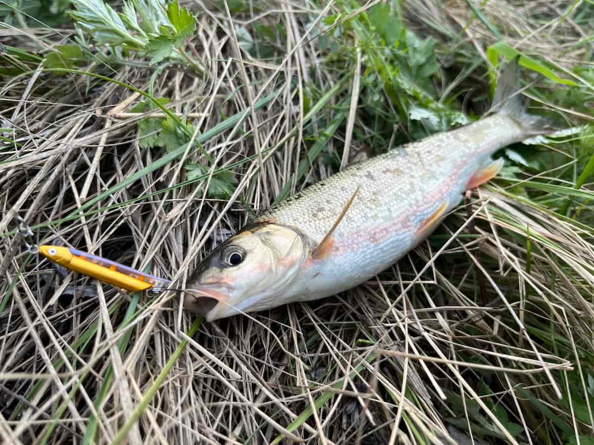 チャビングで釣ったひと回り大きいウグイの写真