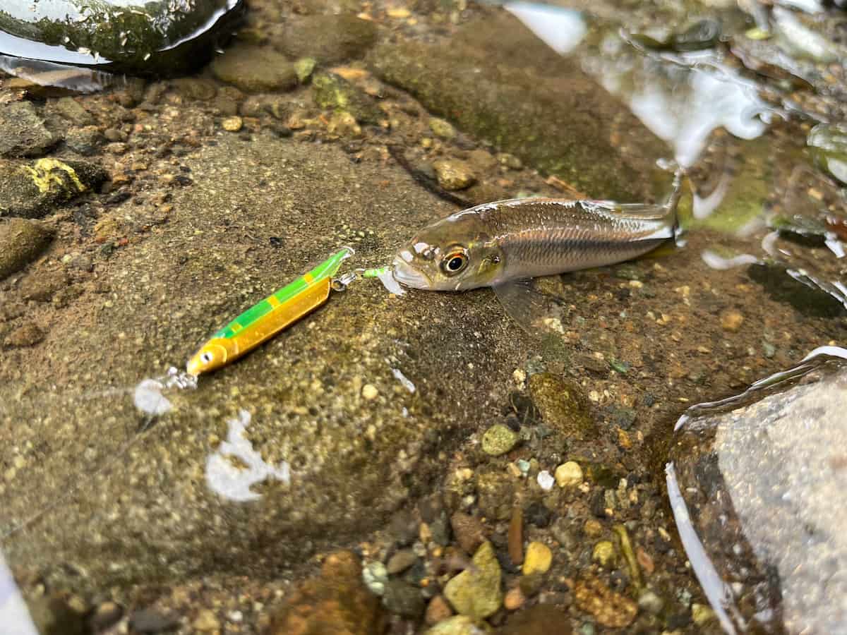 自作したフックで釣ったカワムツの写真