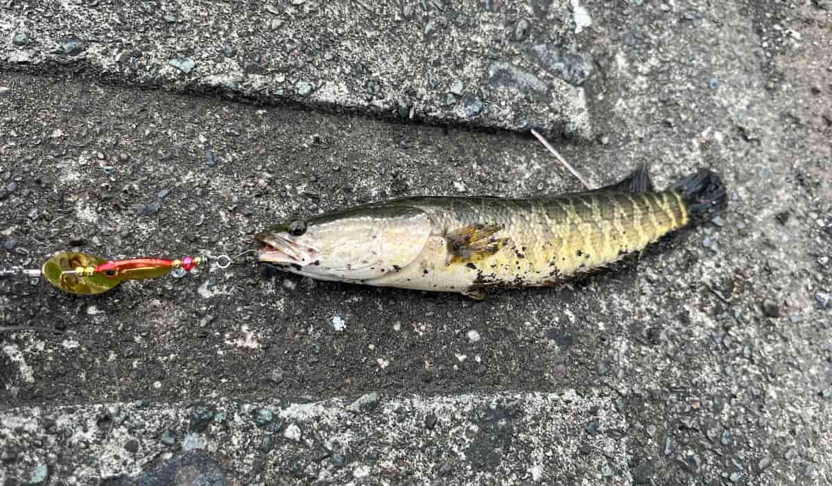 私がチャビング中にスピナーで釣った雷魚の写真