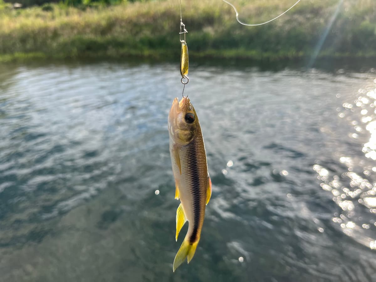 ゴールドカラーのスプーンで私が釣ったカワムツの写真