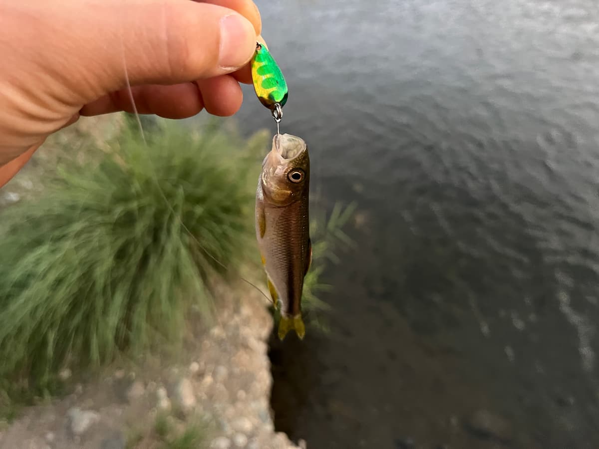 ジャッカルのティアロスプーンで釣ったカワムツの写真