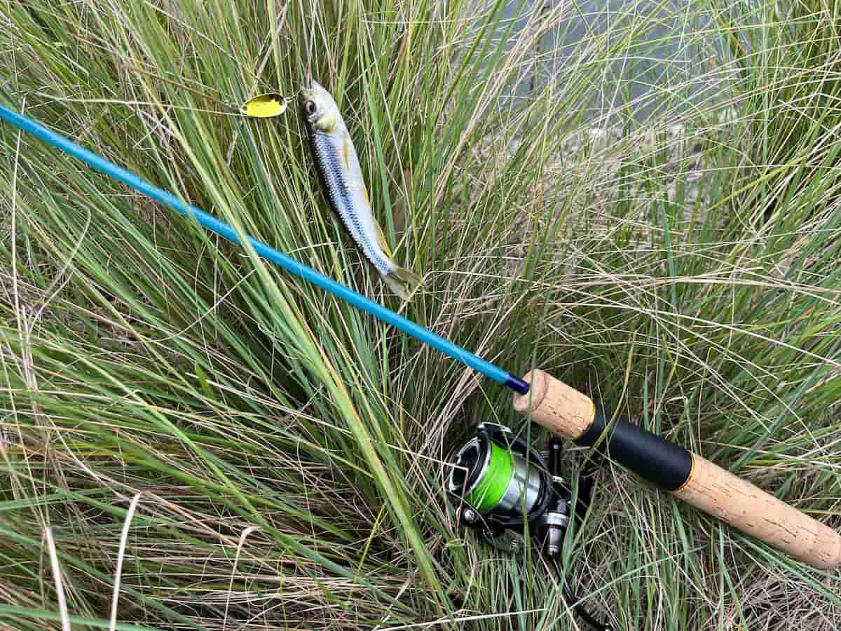 流れの中で私が釣ったカワムツの写真