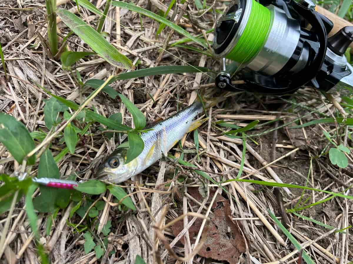 タックルハウスのショアーズストリーマーで私が釣ったカワムツの写真