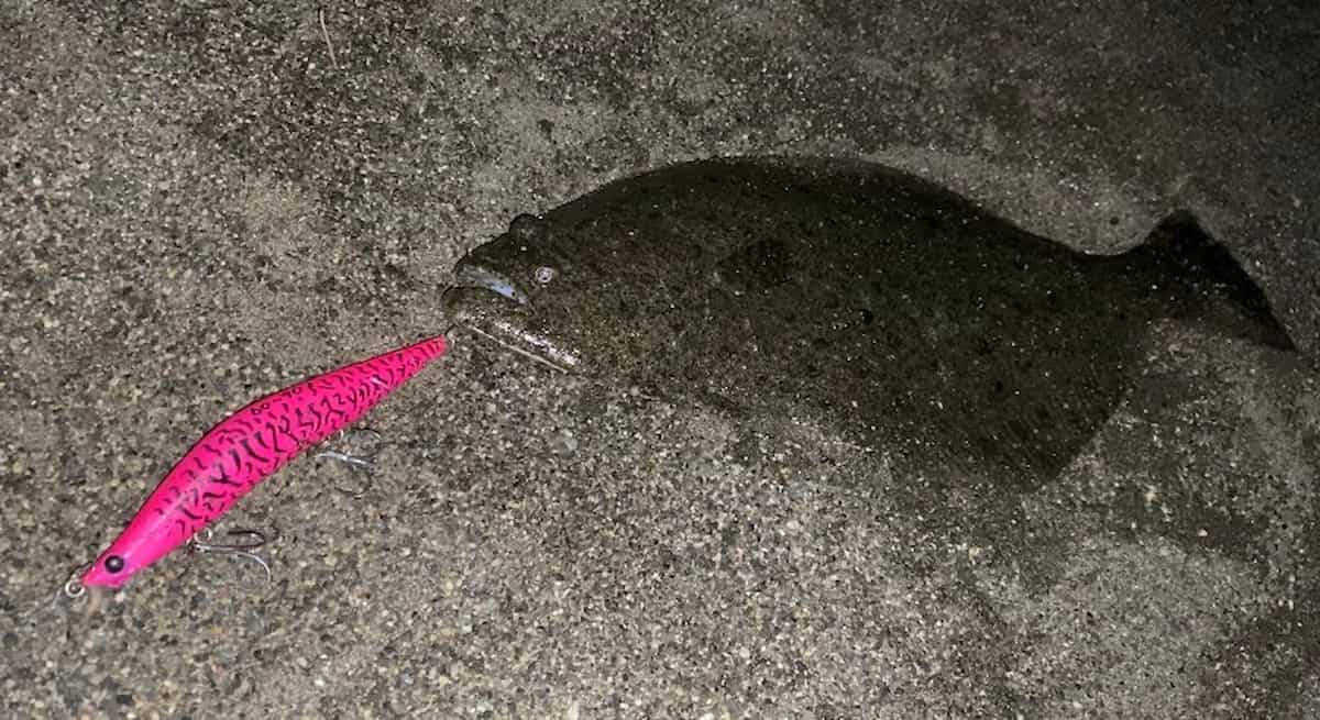 ブレイズアイのライトニングエヴォルーツ135VSPで釣ったヒラメの写真