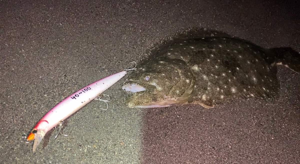 ジャクソンのアスリート17FSVで釣ったヒラメの写真