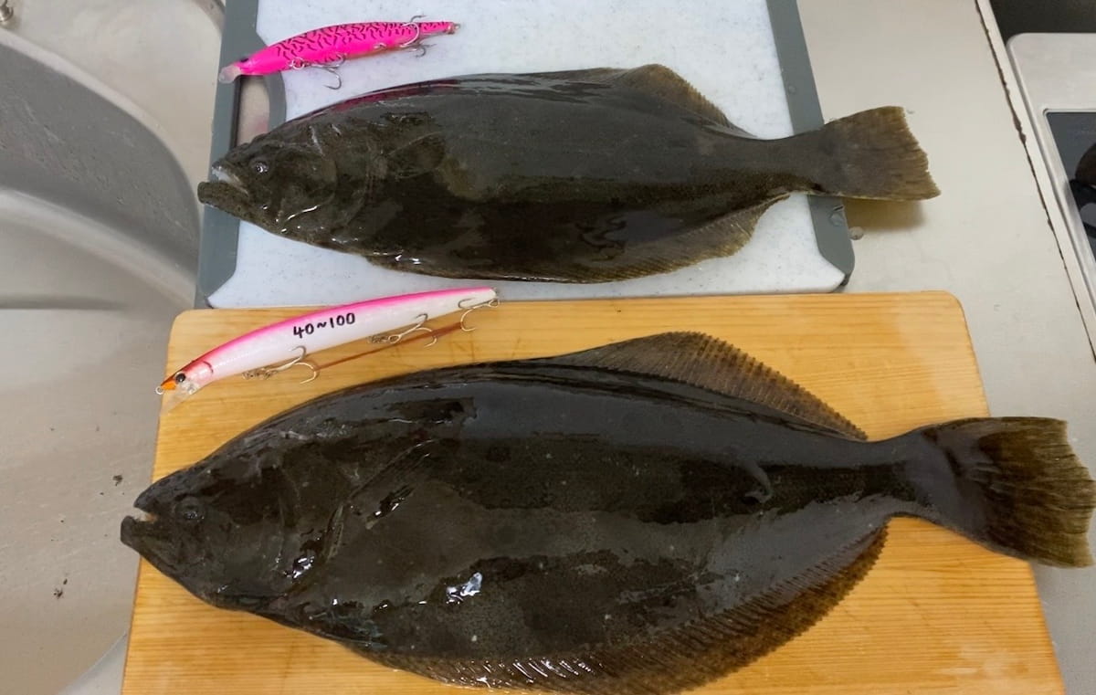 この日釣ったヒラメは41cmと47cm。