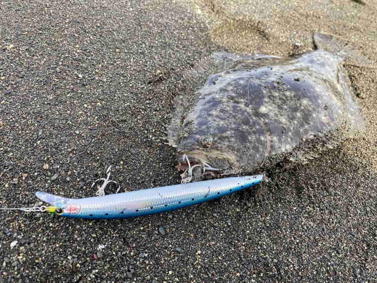 アスリート17SSVで釣ったヒラメの写真